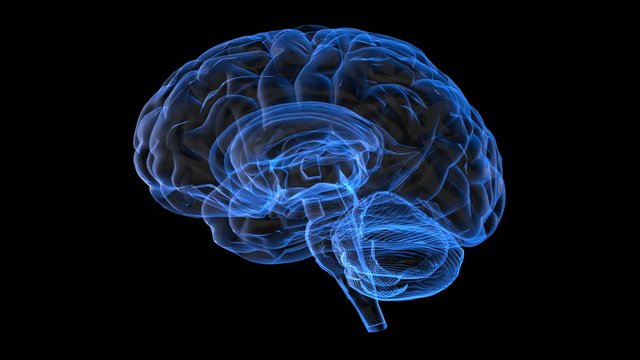 Human Brain Hologram