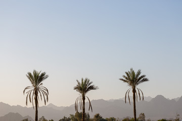 Fototapeta na wymiar Branches of date palms under blue sky in Summer
