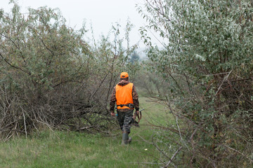 Fototapeta na wymiar Hunting period, autumn season open. A hunter with a gun in his hands in hunting clothes in the autumn forest in search of a trophy. A man stands with weapons and hunting dogs tracking down the game. 