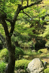 Fototapeta na wymiar 京都　大覚寺