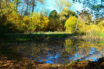 beautiful autumn forest in yellow and gold tones