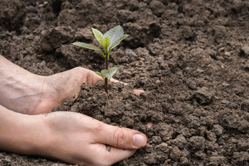 Hand with green little plant growing in soil