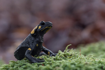 Closeup of Fire salamander in the forest (Salamandra salamandra)
