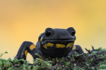 The incredible Fire salamander at sunrise (Salamander salamander)