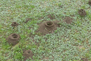 Anthill on a background of fresh greenery. Details of the wild life of ants.