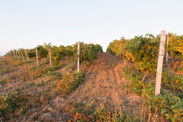 Fototapeta na wymiar Beautiful landscape of Vineyards in Tuscany. Chianti region in summer season. Italy.