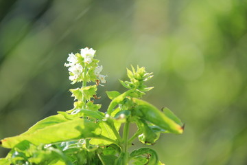 スイートバジルの花と実