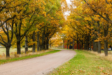 View of road with oak trees alley at autumn
