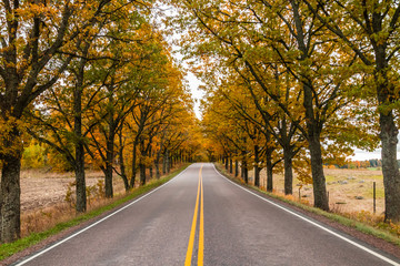 Naklejka na ściany i meble View of road with oak trees alley at autumn