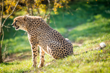 cheetah