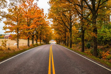 View of road with oak trees alley at autumn