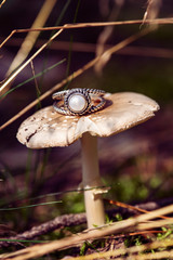 Silver ring with white river pearl on forest mushroom