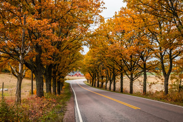 View of road with oak trees alley at autumn
