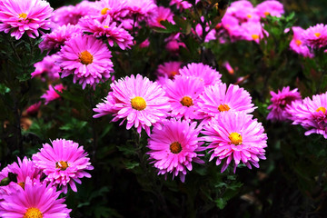 flowers in the garden