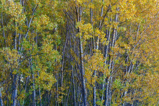 Bosque de chopos con las hojas amarillas en otoño. Populus.