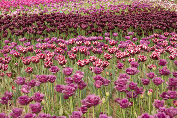 Fototapeta premium Field of blooming tulips in burgundy color.