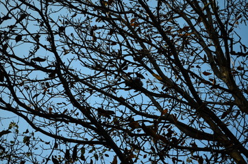 beautiful autumn forest in yellow and gold tones