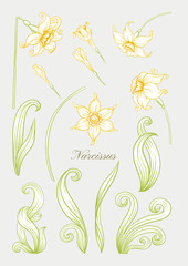 Narcissus. Set of elements for design Colored outline hand drawing vector illustration. In art nouveau style, vintage, old, retro style. In soft yellow colors..