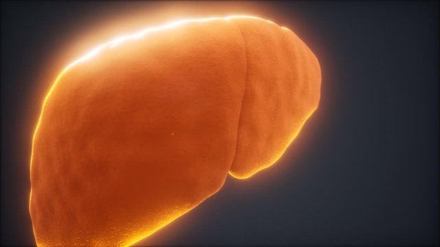 loop 3d rendered medically accurate animation of the human liver