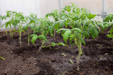 Young seedlings of Tomatoes grown in a greenhouse.
