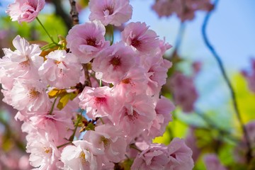 Closed of pink cherry blossom 