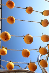 干し柿を作ろう