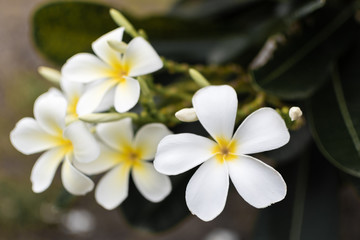 Close up of white Plumeria Flowers and green leaf in garden with sun light in morning.