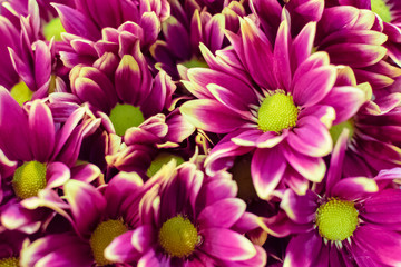 Close up of beautiful purple chrysanthemums  flowers  blooming in the garden.Background of the colorful flowers.