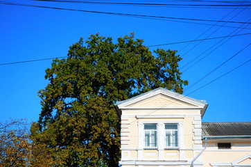 beautiful autumn forest in yellow and gold tones