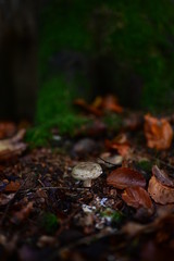 Waldpilz im herbst