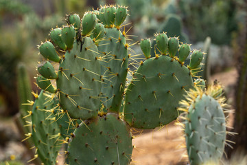 cactus succulent botanical garden