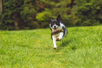 Border Jack puppy playing 