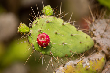 cactus succulent botanical garden