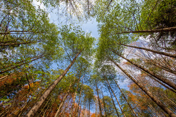 yellow and red colors of autumn, Black Sea