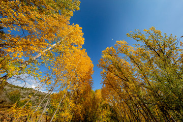 yellow and red colors of autumn, Black Sea