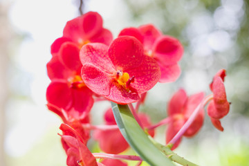 Fototapeta na wymiar pink Phalaenopsis or Moth Orchid flower in winter or spring day tropical garden Floral background.