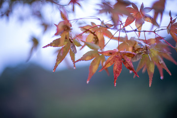 秋雨のもみじ