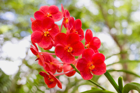 pink Phalaenopsis or Moth Orchid flower in winter or spring day tropical garden Floral background.