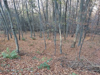 Mountain Rudnik Serbia forest landscape in autumn