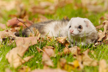 Light fur ferret relexing in autumn leaves in park