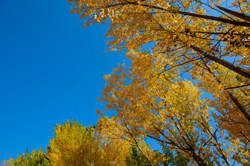 yellow and red colors of autumn, Black Sea