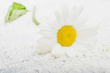 Fototapeta na wymiar Chamomile flower on wooden background