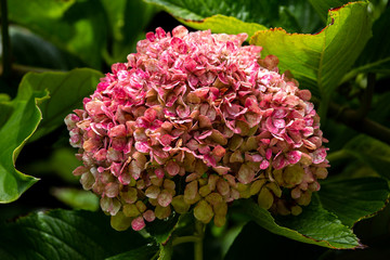 red flowers closeup