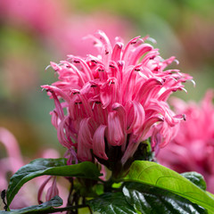 Obraz premium red flowers closeup
