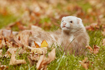 Light fur ferret relexing in autumn leaves in park
