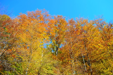 Fototapeta na wymiar beautiful autumn forest in yellow and gold tones
