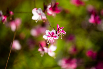 tiny pink flowers macro