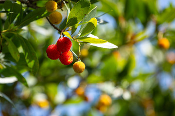 strawberry tree fruit