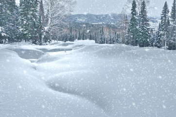 Snowfall in mountain winter forest with snow covered spruces