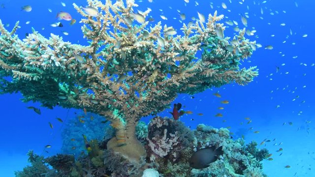 Shoal of tropical fish around Green table coral